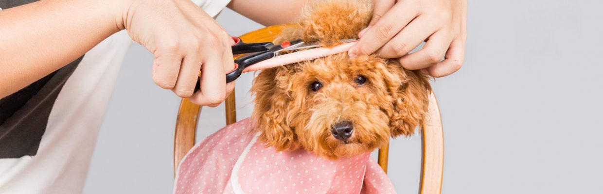 Concept Of Poodle Dog Fur Being Cut And Groomed