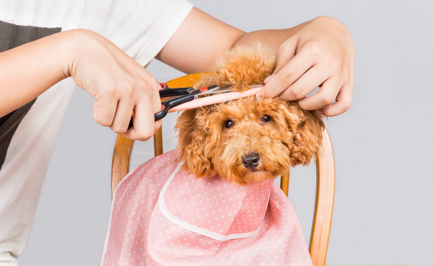 Concept Of Poodle Dog Fur Being Cut And Groomed