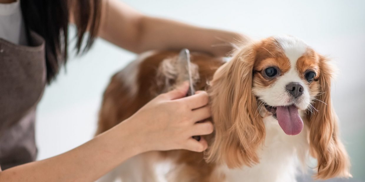 A Chinese Female Dog Groomer Grooming A Cavalier King Charles Spaniel Dog